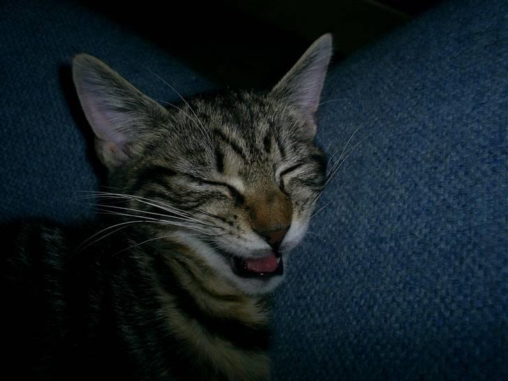 Blanding af racer Cindy[Solgt] - Så sød når hun kalder billede 7