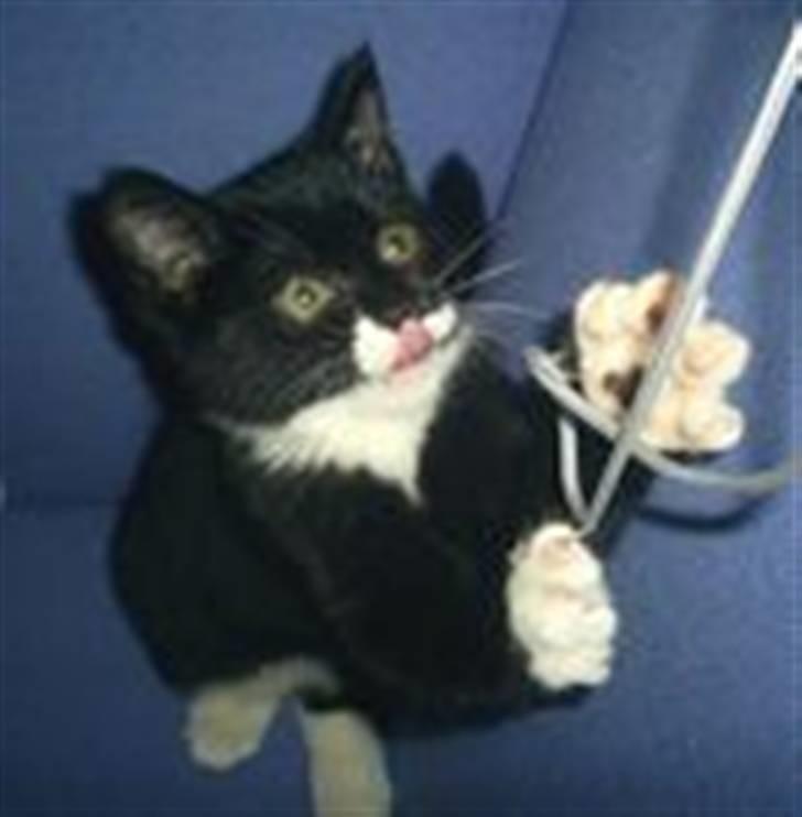 Blanding af racer Dixie billede 9