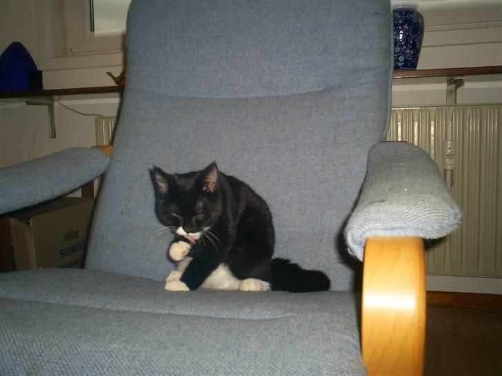 Blanding af racer Dixie billede 10