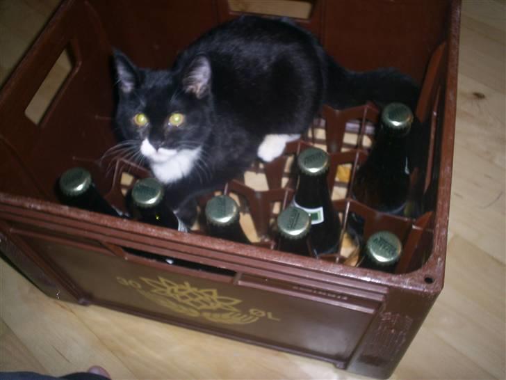 Blanding af racer Dixie - Altid dejligt at finde alternative steder at sidde. billede 11