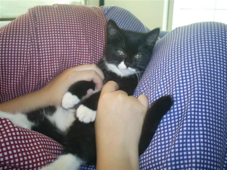 Blanding af racer Dixie - Lille og nuttet billede 12