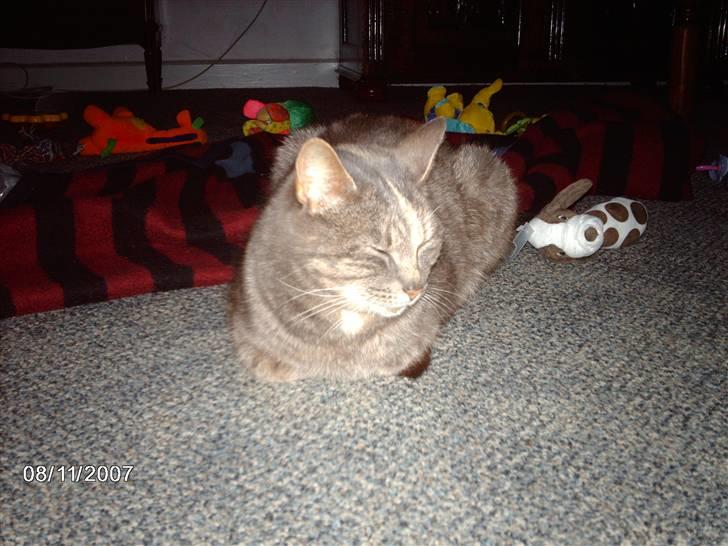 Huskat Krapyl billede 1