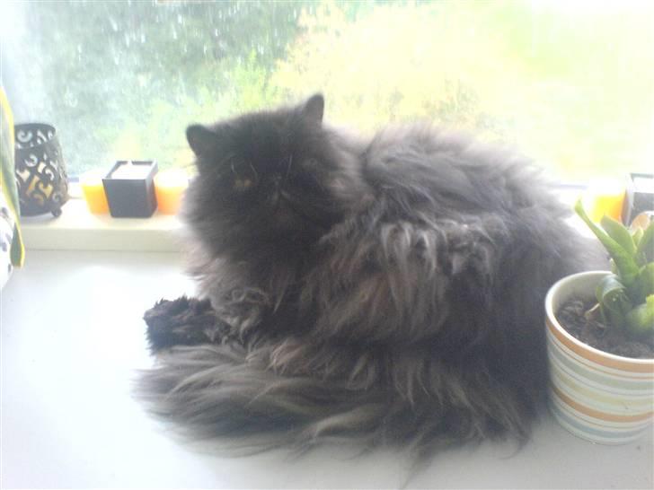 Perser Dressed in black  billede 14