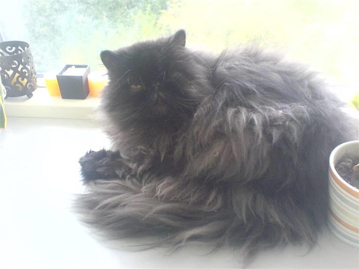 Perser Dressed in black  billede 15