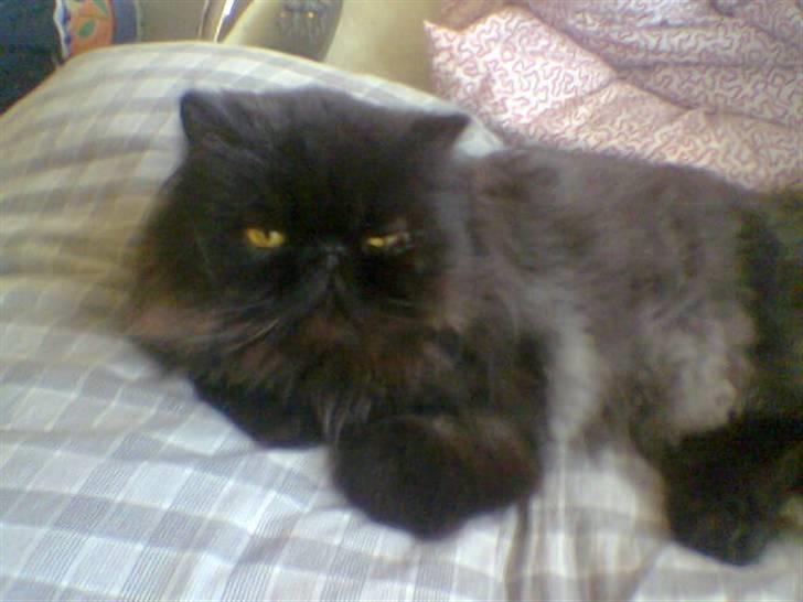 Perser Dressed in black  billede 16