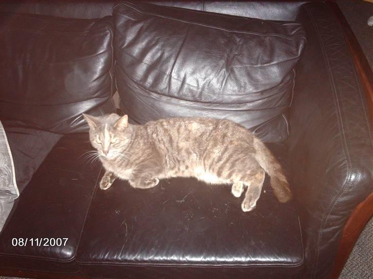 Huskat Krapyl billede 2