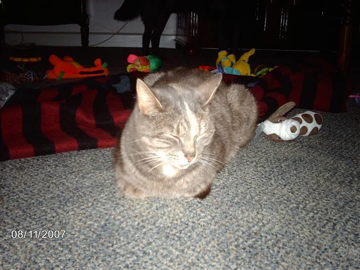 Huskat Krapyl billede 3