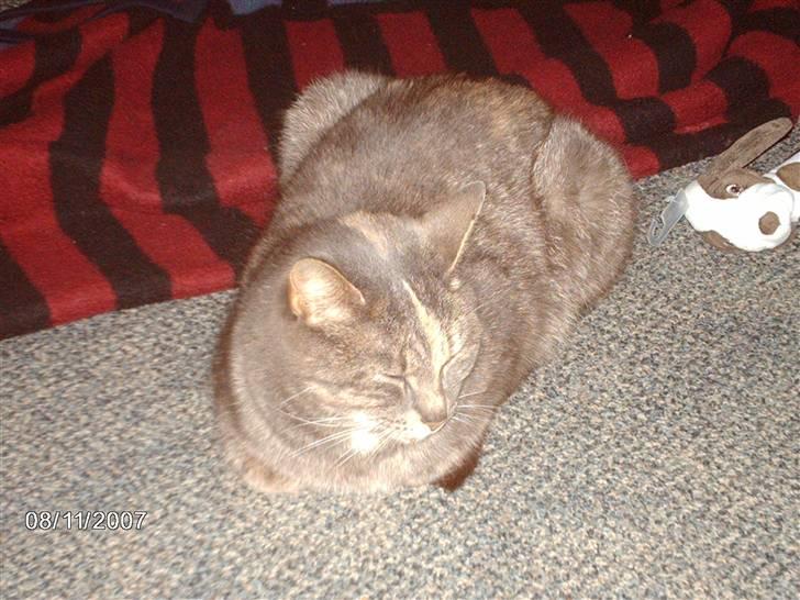 Huskat Krapyl billede 4