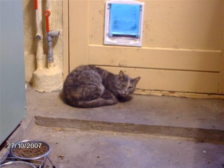 Huskat Krapyl billede 5