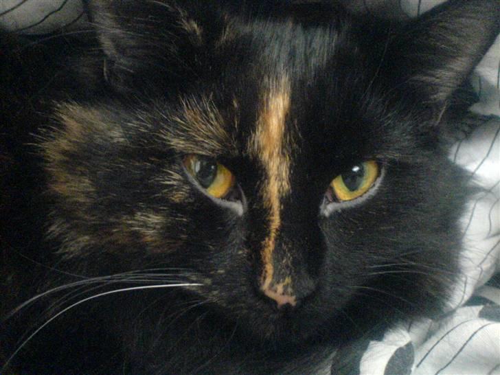 Norsk Skovkat Chilli - Faaarlig vildmis.. Miaaooow. billede 1