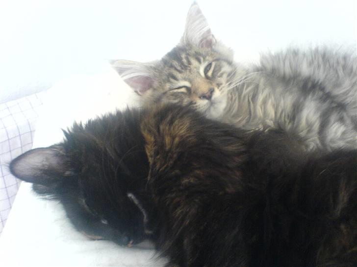 Norsk Skovkat Chilli - Chilli med lillesøster Kíwi billede 2