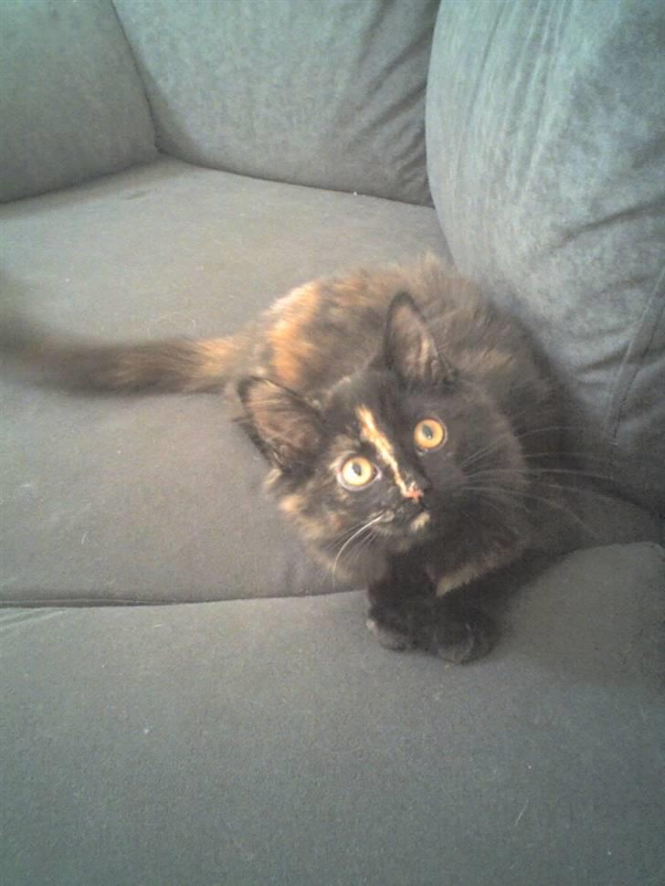 Norsk Skovkat Chilli - Chilli baby mitter billede 3