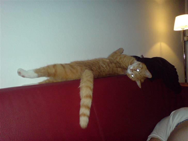 Huskat bubbi - se hvor laaaang jeg er :) billede 8