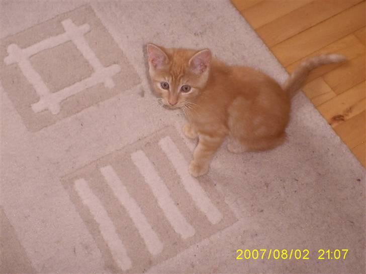 Blanding af racer Buller billede 1