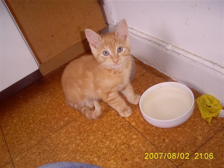 Blanding af racer Buller billede 2