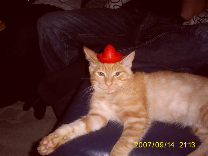 Blanding af racer Buller billede 3