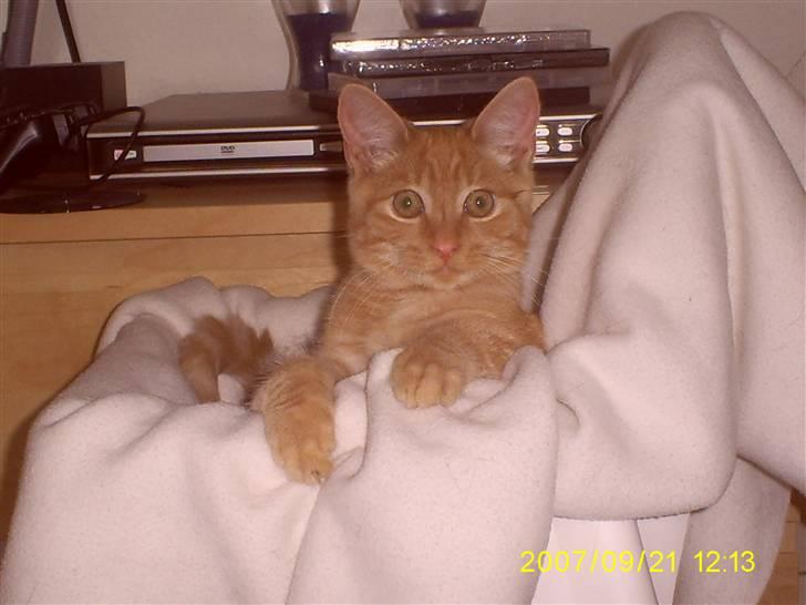 Blanding af racer Buller billede 4