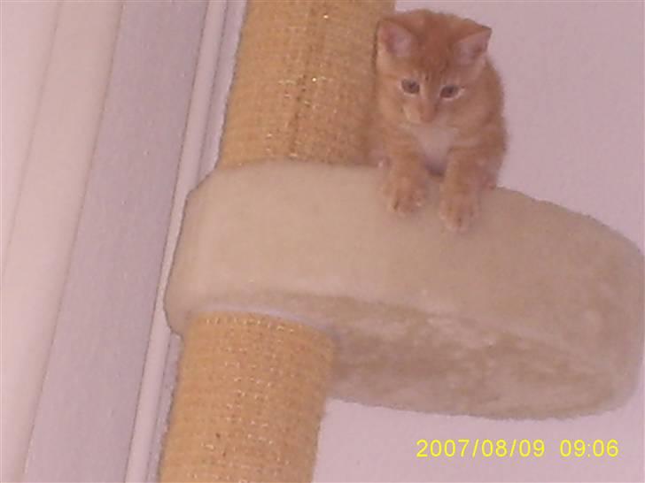 Blanding af racer Buller billede 5