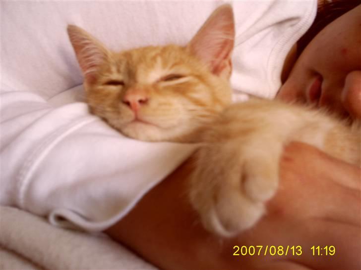 Blanding af racer Buller billede 6