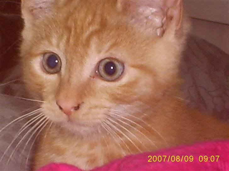 Blanding af racer Buller billede 7