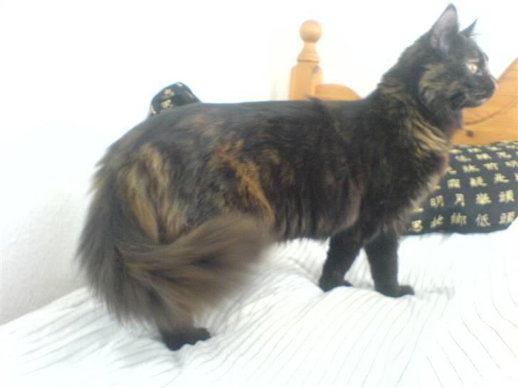 Norsk Skovkat Chilli - Se min store hale....! billede 4