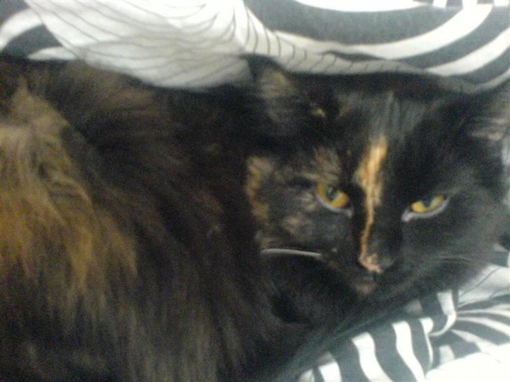 Norsk Skovkat Chilli - Total yndlings hule!!!! billede 5