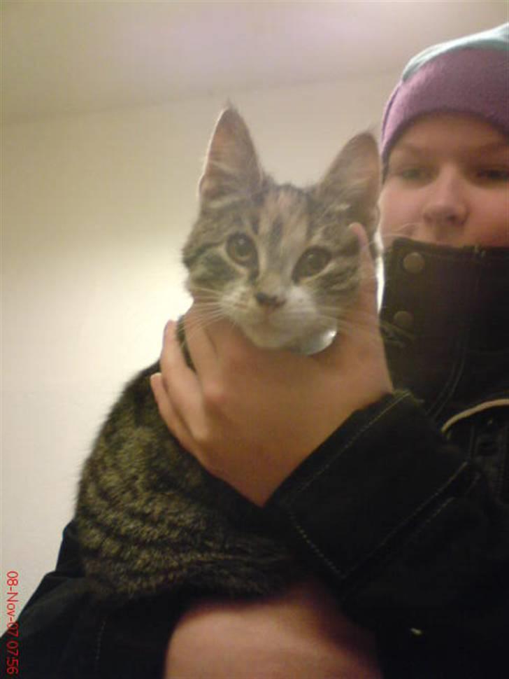 Huskat Stella billede 10