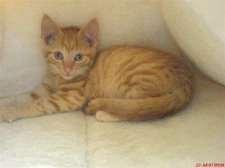 Huskat FELIX billede 2