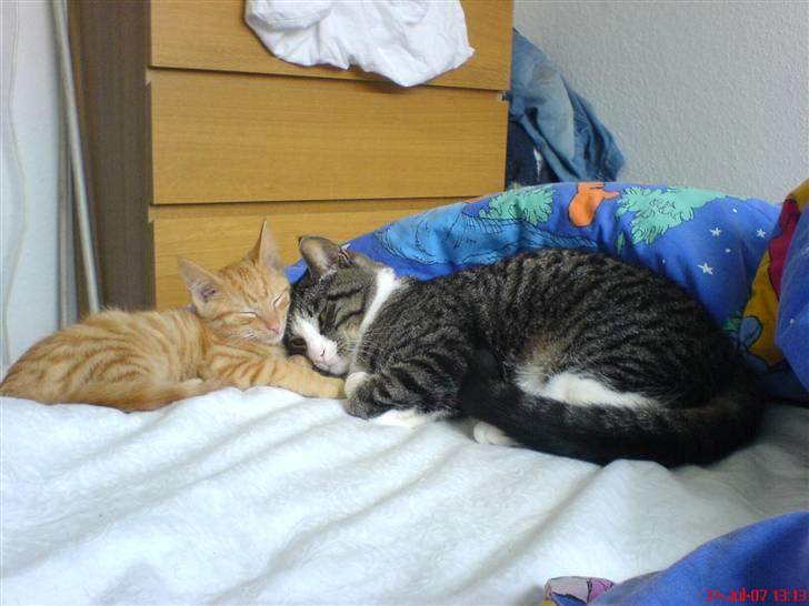 Huskat FELIX - Dejligt at sove sammen med Oliver billede 4