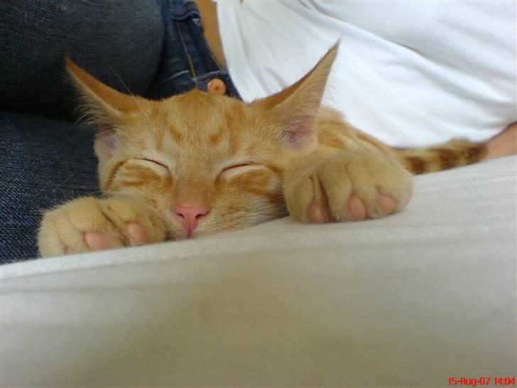 Huskat FELIX - ZzzzZZzzz billede 5