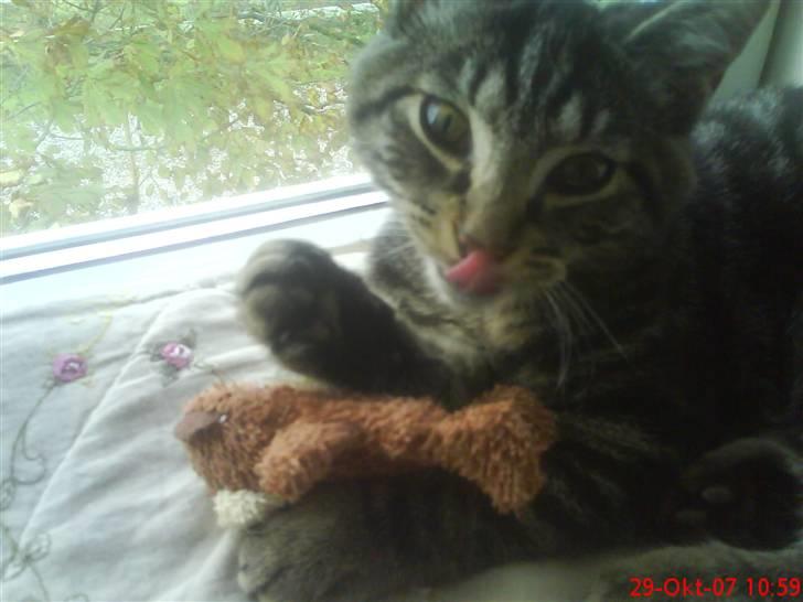 Huskat Hermione R.I.P min pige - Har lige fået en bamse af min moar billede 9