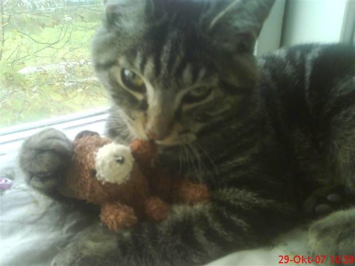 Huskat Hermione R.I.P min pige billede 10