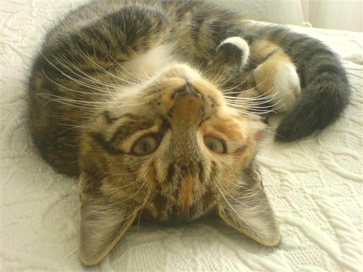 Blanding af racer  » Nala -  » seriøst, hun er bedårende :I:I!<3  billede 1