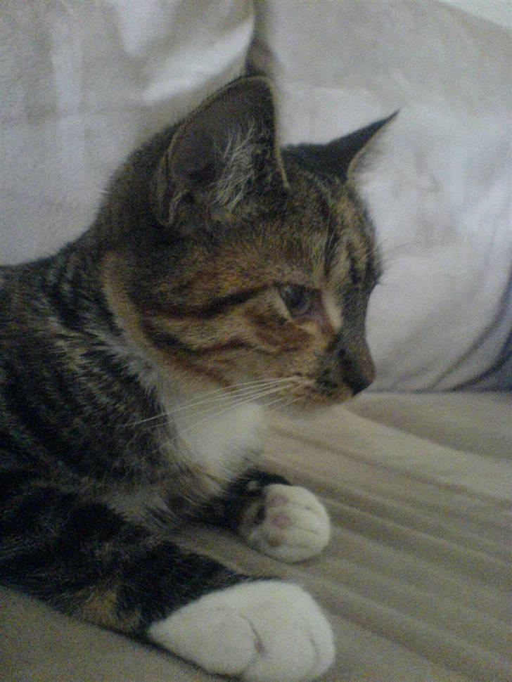 Blanding af racer  » Nala -  ´ nala min! elsker dig!<3 billede 2