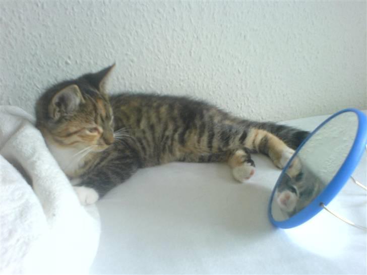 Blanding af racer  » Nala -  ´ hun sad seriøst bar og stenede der i mange minutter man! :D  billede 3