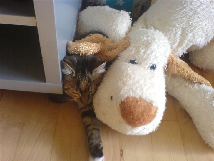 Blanding af racer  » Nala -  ´ haha, det var sjovt d:  billede 4