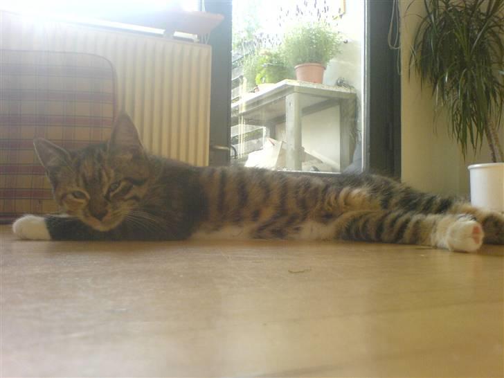 Blanding af racer  » Nala -  ´ da vi næsten lige havde fået hende  billede 5