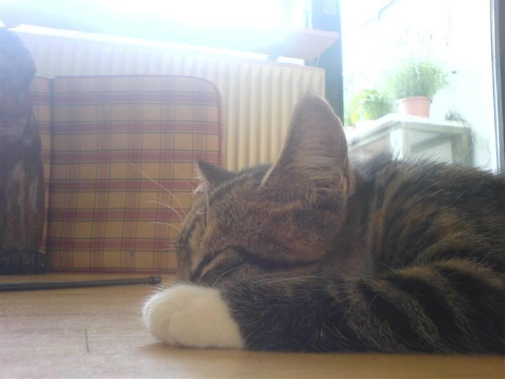 Blanding af racer  » Nala -  ´ fuck hun nuttet  billede 6