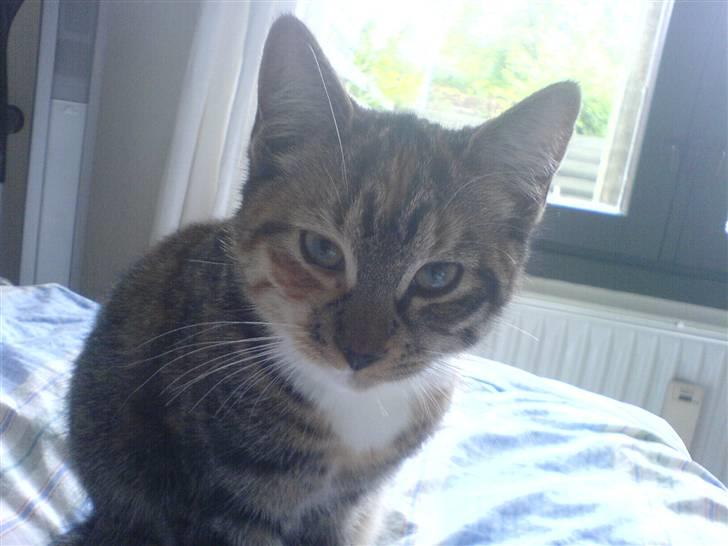 Blanding af racer  » Nala -  ´ haha, se lige hendes øjne  billede 7