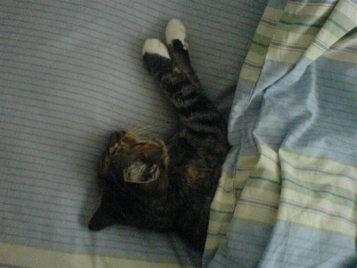 Blanding af racer  » Nala -  ´ hva sagde jeg? hun stjæler altid den pude  billede 8