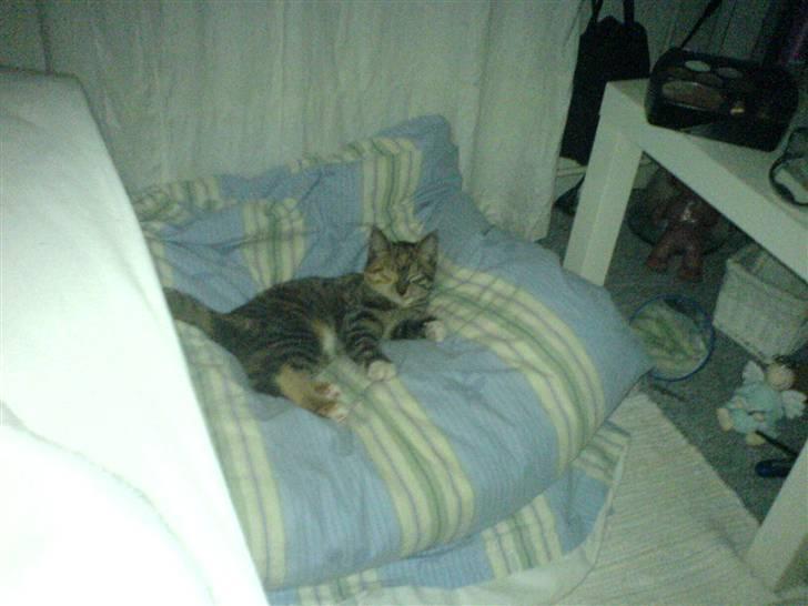 Blanding af racer  » Nala -  ´ spastiker? eller, fuck hun ser underlig ud xD  billede 9