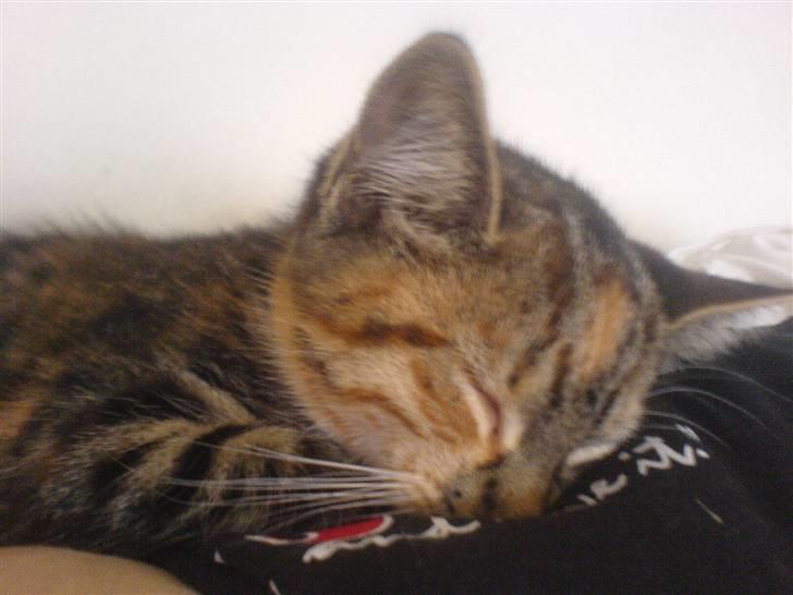 Blanding af racer  » Nala -  ´ jeg tog det, :D  billede 10