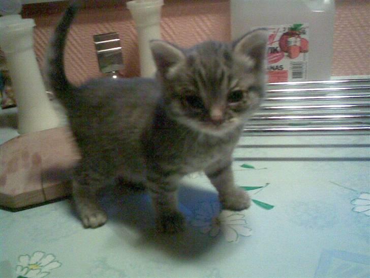 Huskat fusse - første billede af hende efter hendes mor døede billede 1