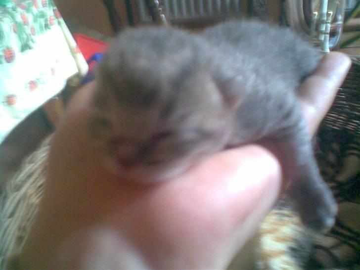 Huskat fusse - et af de første billeder af hende billede 2