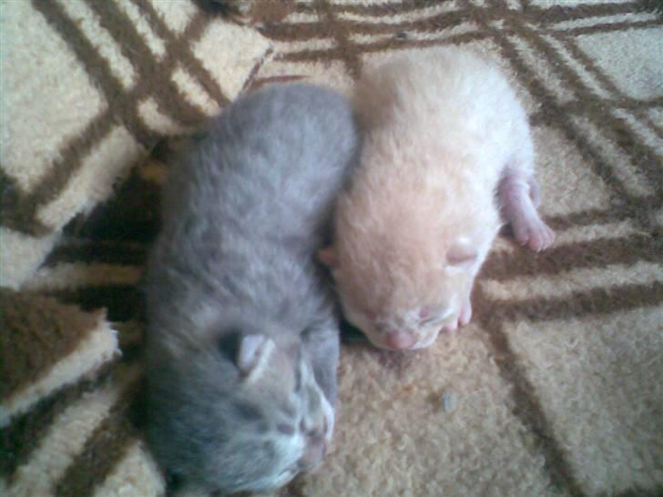 Huskat fusse - fusse og hendes bror som er død billede 3