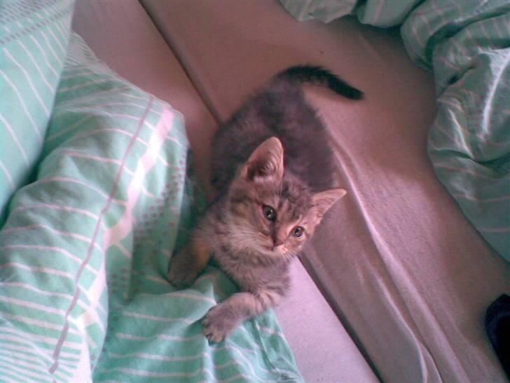 Huskat fusse - venter på min hund kvik de er nemlig gode til at lege med hinnanden billede 4