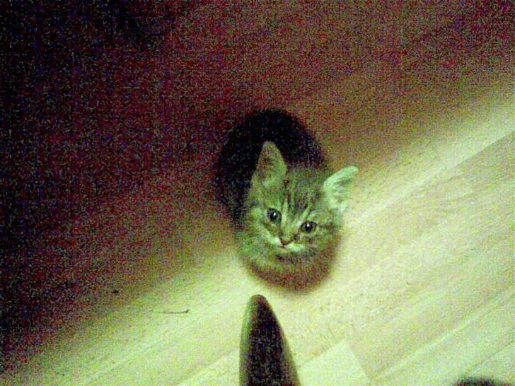 Huskat fusse - hun ville kjælles med men kunne ikk komme op på stolen billede 5