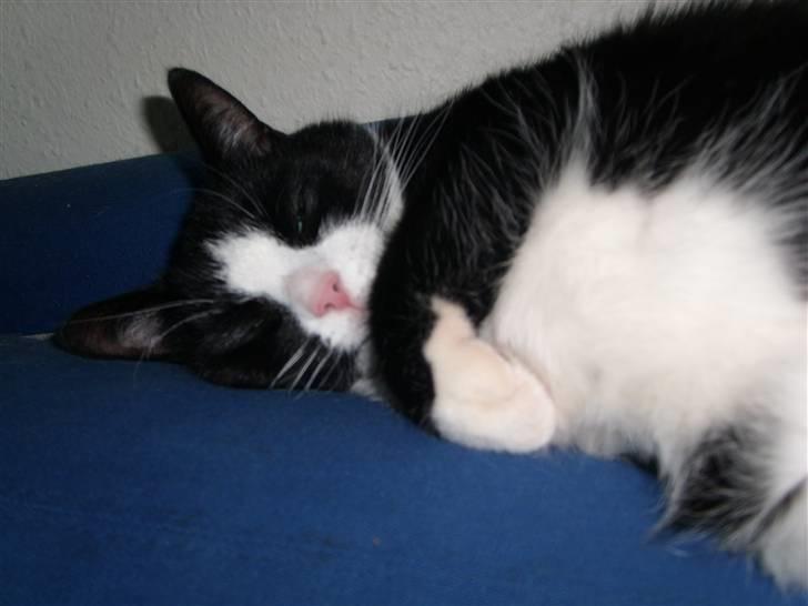 Huskat Felix - Søvnige mig..! ZzZ billede 17