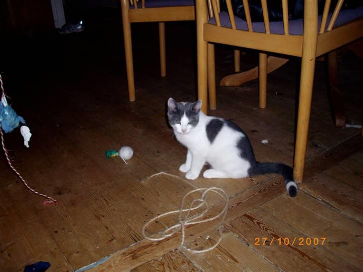 Huskat baby billede 10