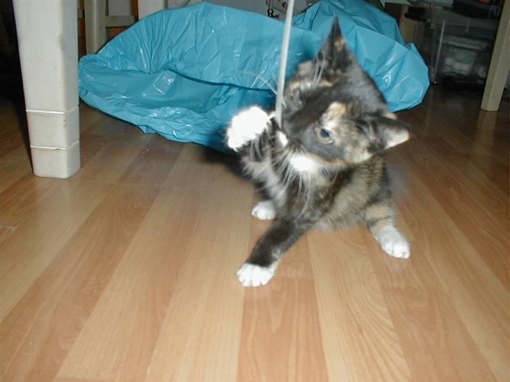 Blanding af racer Mulle Død:( - Farligt gavebånd som skal dø;) billede 15